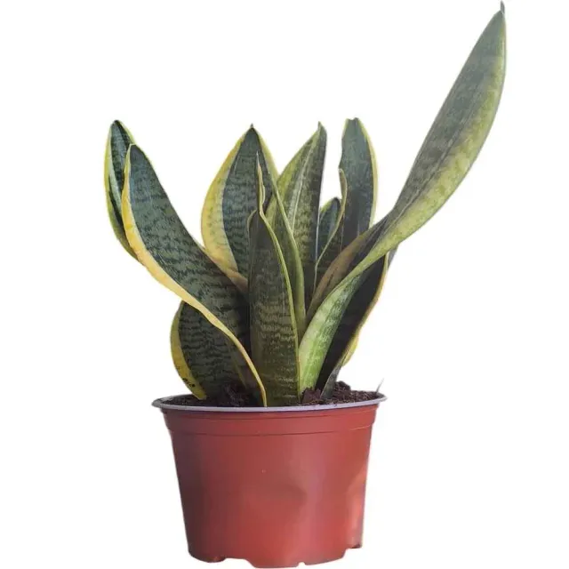 MyAgroMarket Σανσιβέρια Φυτό 30-40εκ Sansevieria Trifasciata
