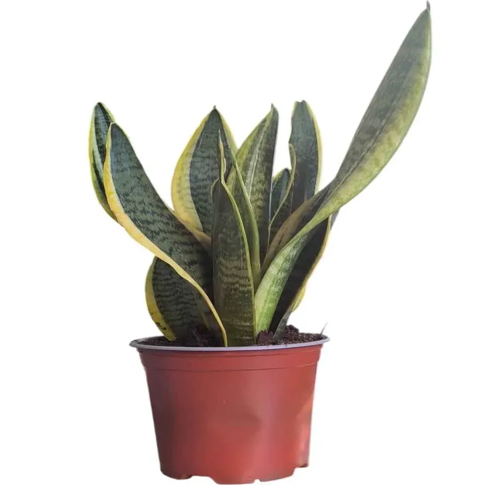 MyAgroMarket Σανσιβέρια Φυτό 30-40εκ Sansevieria Trifasciata