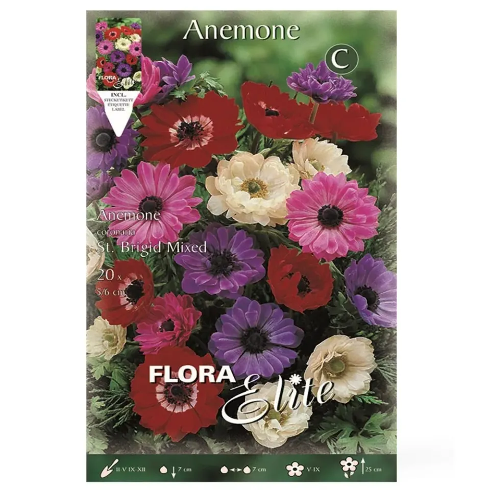 MyAgroMarket Saint Brigid ανεμώνη βολβοί 20 τεμ μίγμα