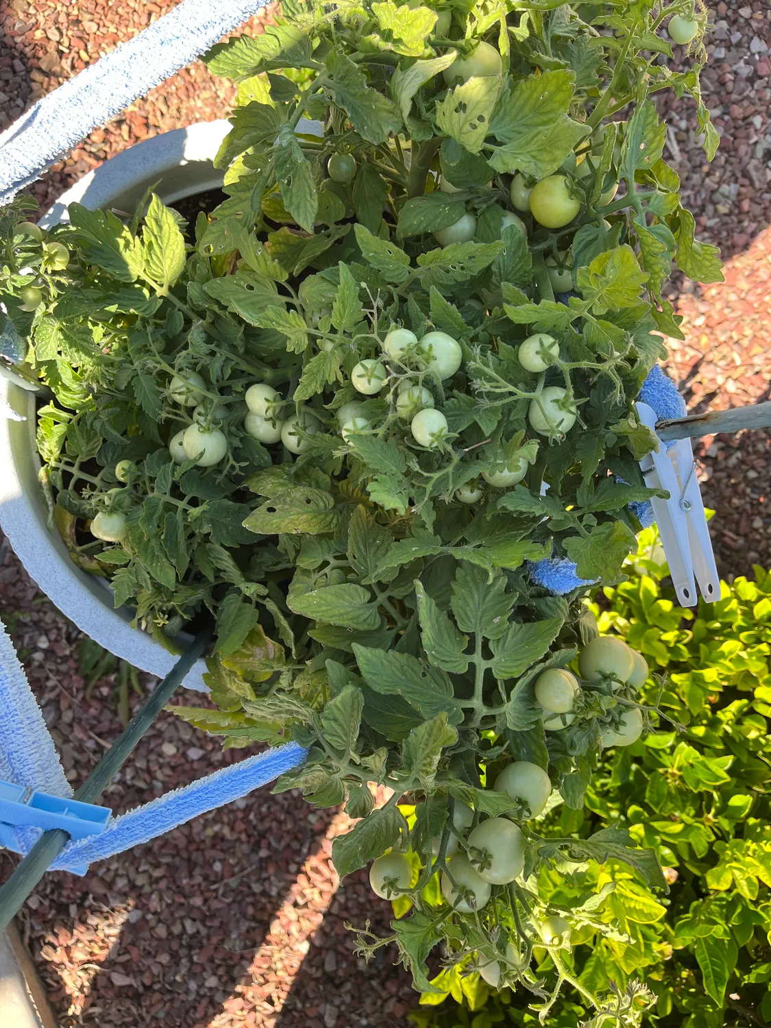 Click and Grow Βασιλικός κάψουλες 30 τεμ για πέστο