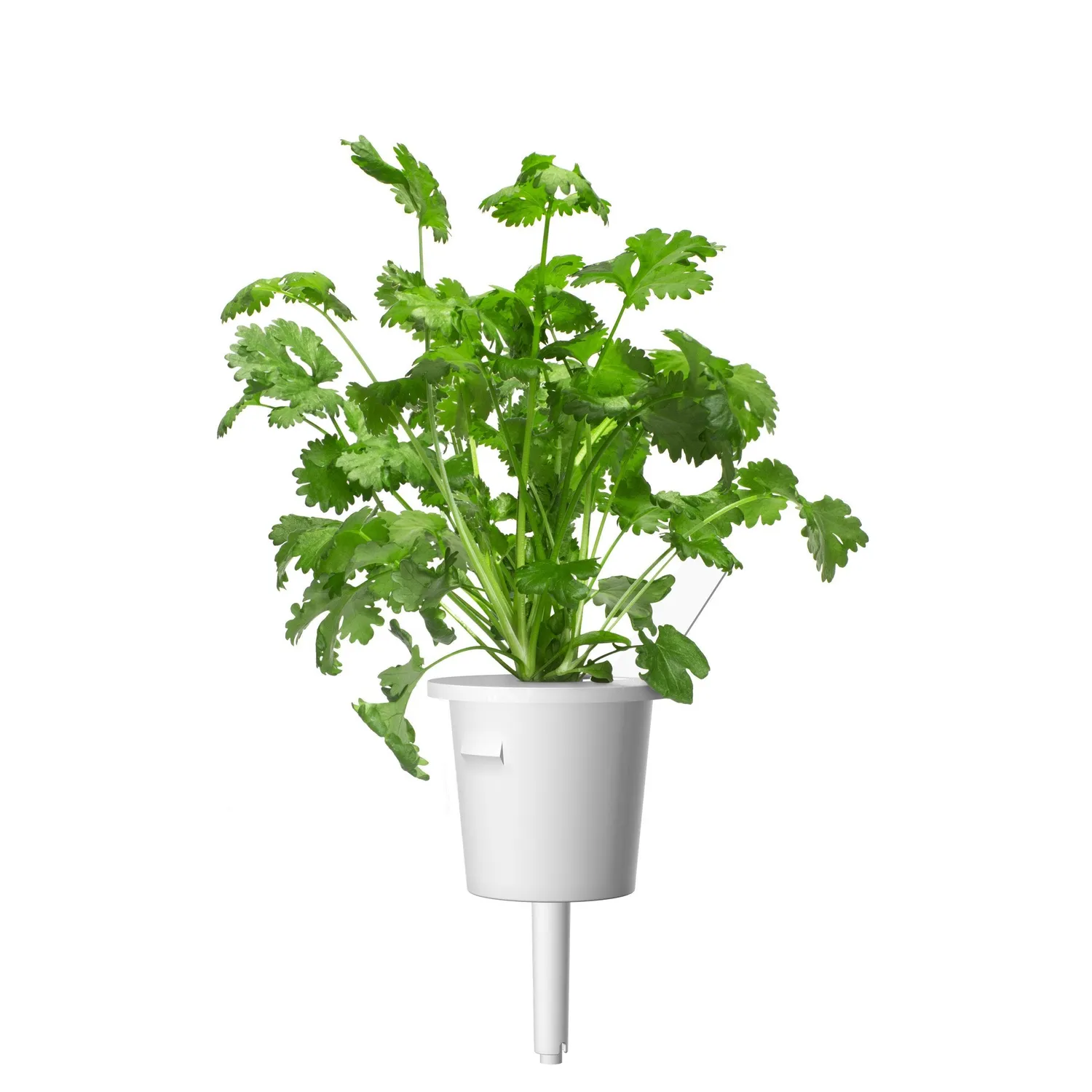 Click and Grow Cilantro κάψουλες κόλιανδρος 3 τεμ φρέσκος