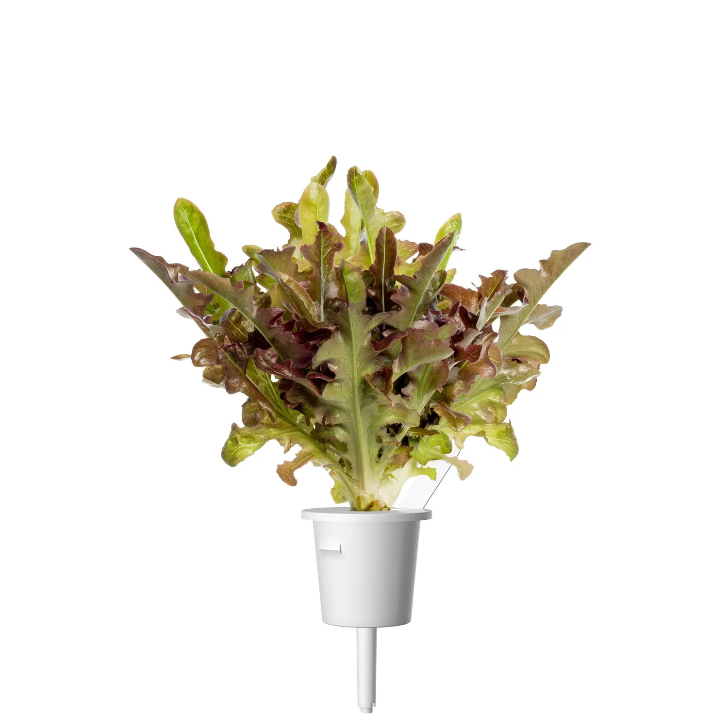 Click and Grow κόκκινο μαρούλι Oakleaf κάψουλες 9 τεμάχια