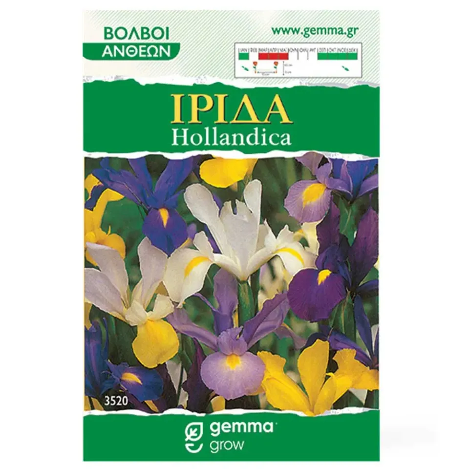 Iris Hollandica Βολβοί Ίριδας Μίγμα 5 βολβοί Φθινοπωρινή