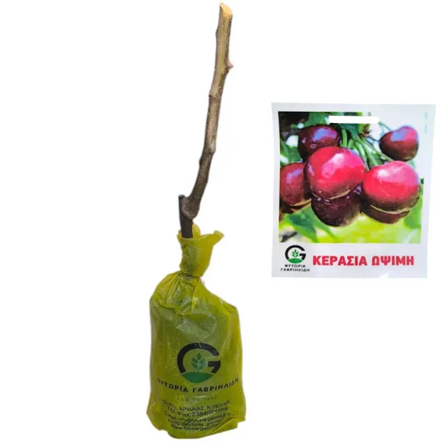 MyAgroMarket Κερασιά Τραγανά Εδέσσης δέντρο ημινάνο όψιμη