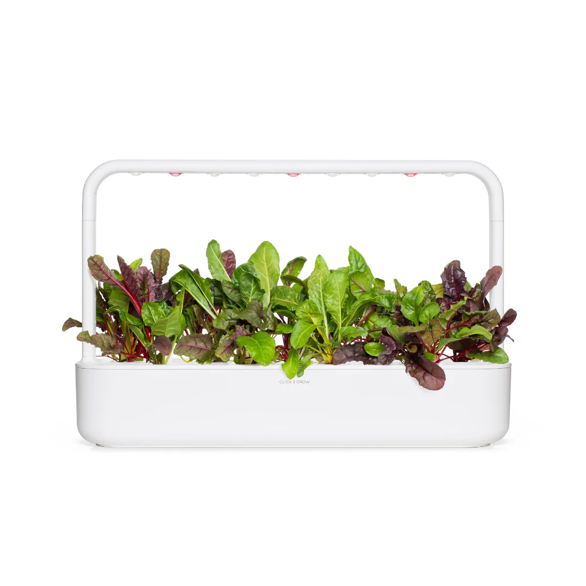 Click and Grow Rainbow Chard κάψουλες φυτών 9-pack