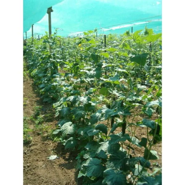 MyAgroMarket Murat F1 κοντό αγγούρι σπόροι 10 τεμ παρθενοκαρπικό