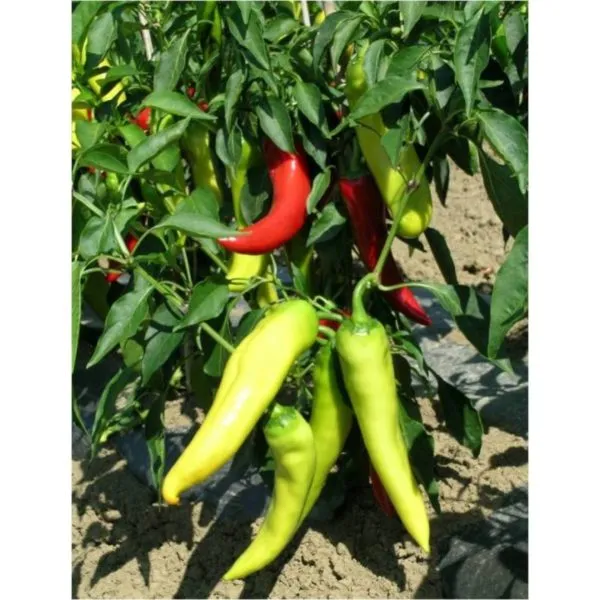 MyAgroMarket Orea F1 Πιπεριά Μακρυά Σπόροι 1000 Γλυκιά