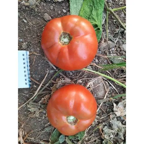 MyAgroMarket Nectar F1 σπόροι τομάτας 1000 σπόροι