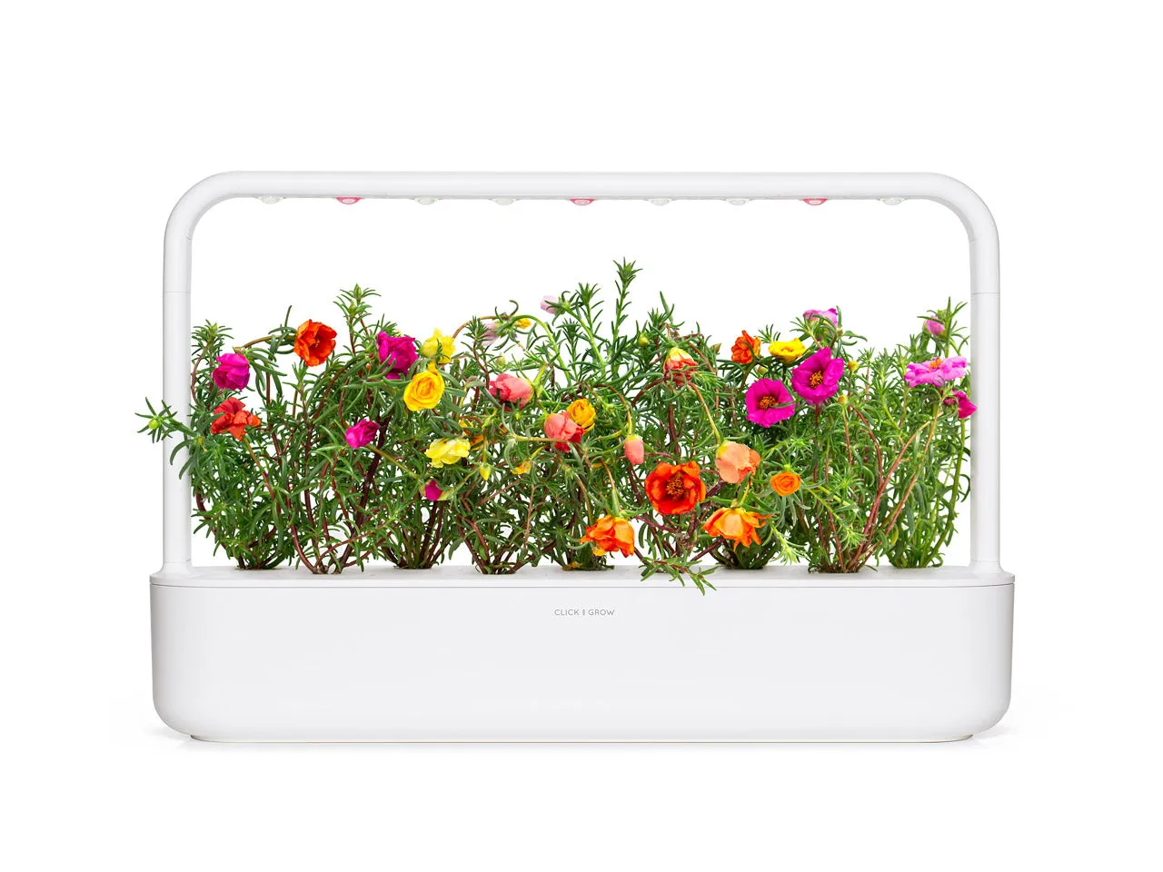 Click and Grow Moss Rose κάψουλες λουλουδιών 3 τεμάχια