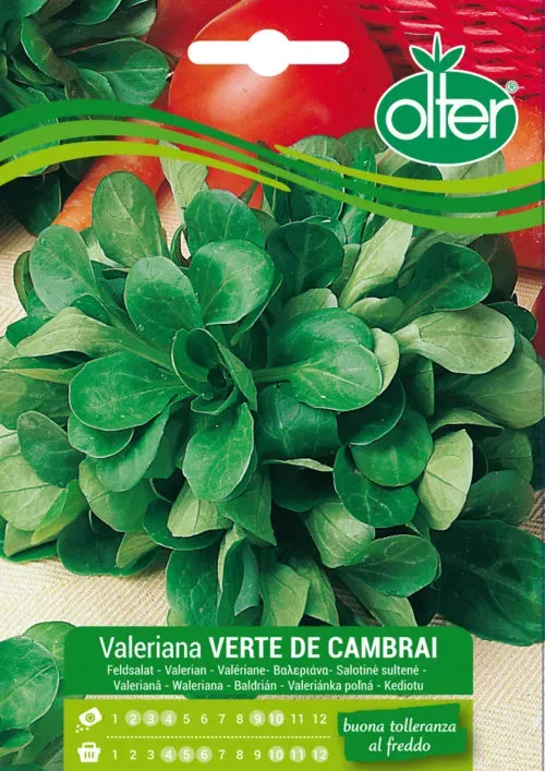 OLTER Verte De Cambrai σπόροι βαλεριάνας