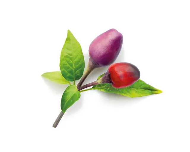 Click and Grow Purple Chili κάψουλες 3-pack καυτερές