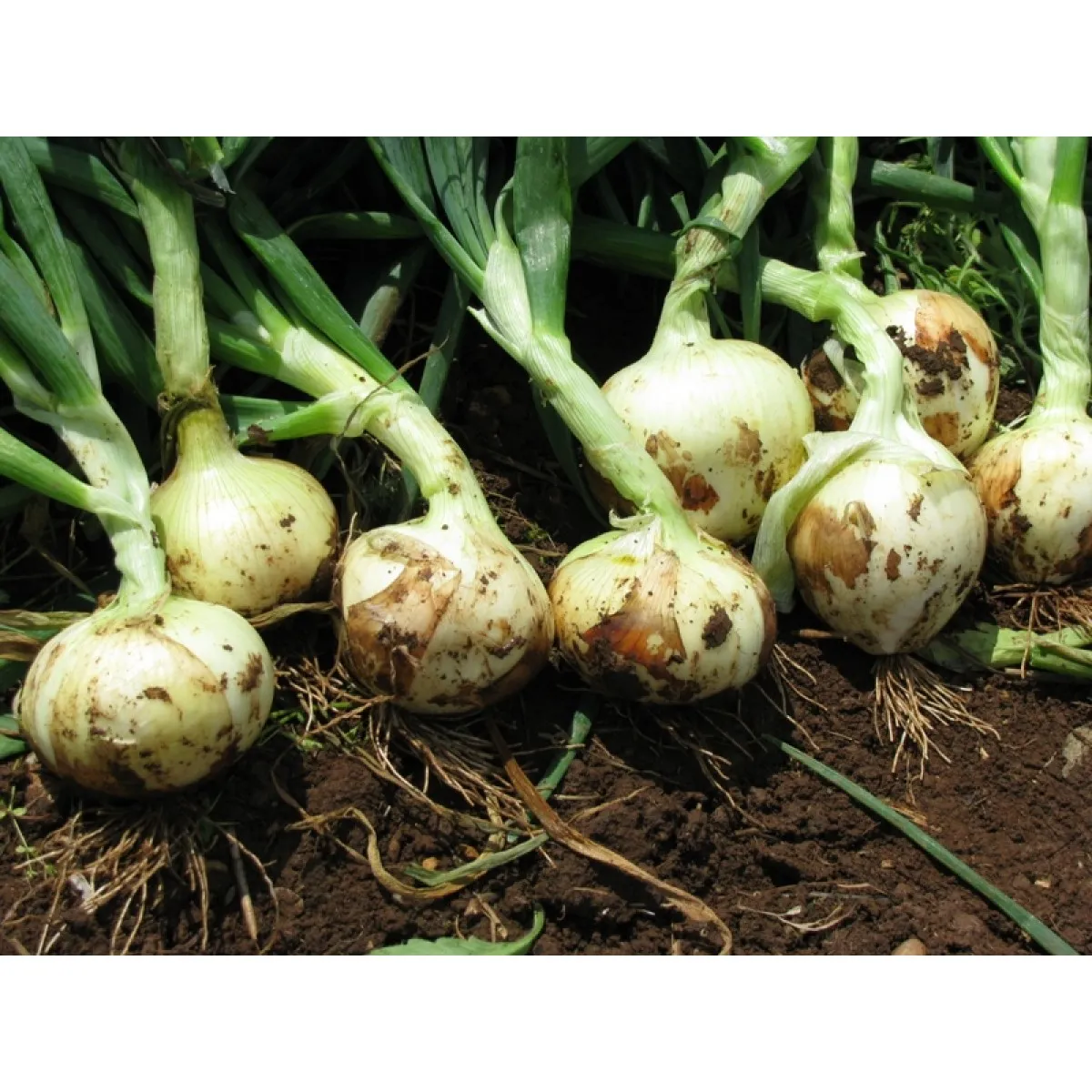 MyAgroMarket Top Star σπόροι κρεμμυδιού 500g φθινοπωρινοί