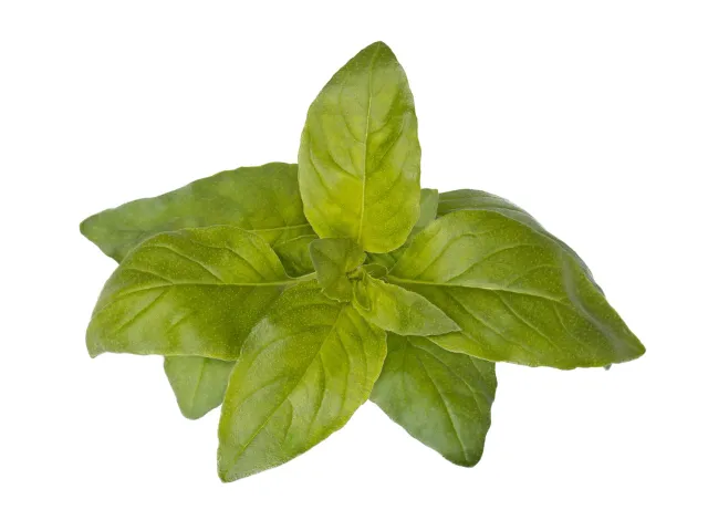 Click and Grow Lime Basil κάψουλες βοτάνου 3-pack citrus