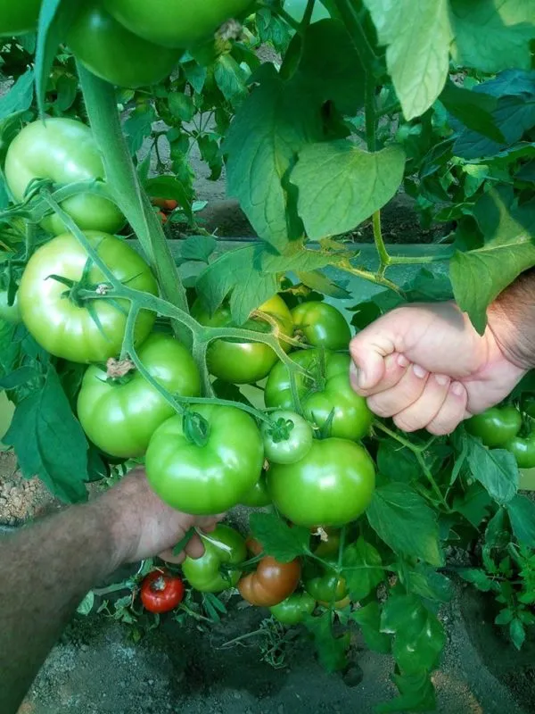 MyAgroMarket ALANDYA F1 σπόροι τομάτας 100 σπόροι αναρριχώμενη