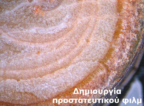 Vitiseal επικαλυπτικό πληγών δέντρων μετά το κλάδεμα