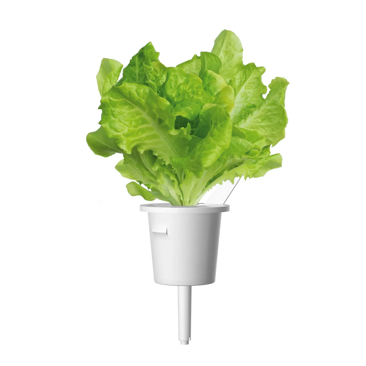 Click and Grow Green Lettuce κάψουλες φυτών 9-pack σαλάτας