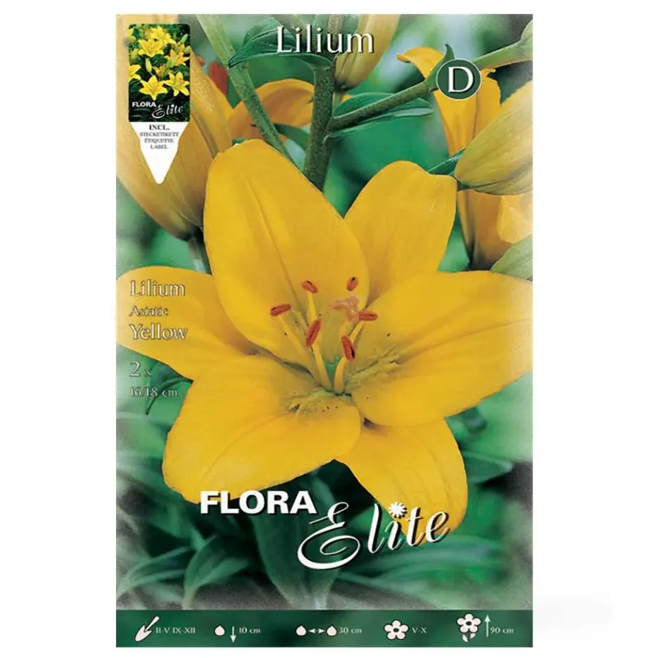 MyAgroMarket Asiatic Yellow βολβοί λίλιουμ 2τεμ κίτρινο