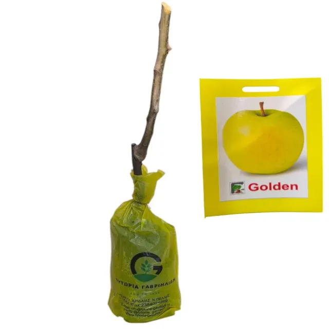 MyAgroMarket Golden Delicious δενδρύλλιο μηλιάς ημινάνο