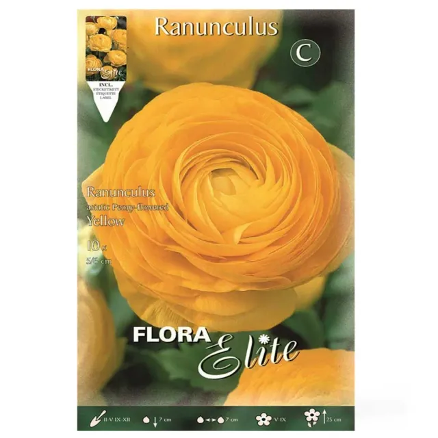 MyAgroMarket Asiatic Yellow βολβοί νεραγκούλας 10τεμ