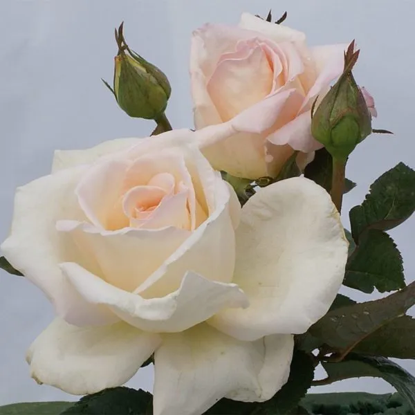 MyAgroMarket Όνειρο Αγάπης Reve d'amour τριανταφυλλιά 2lt