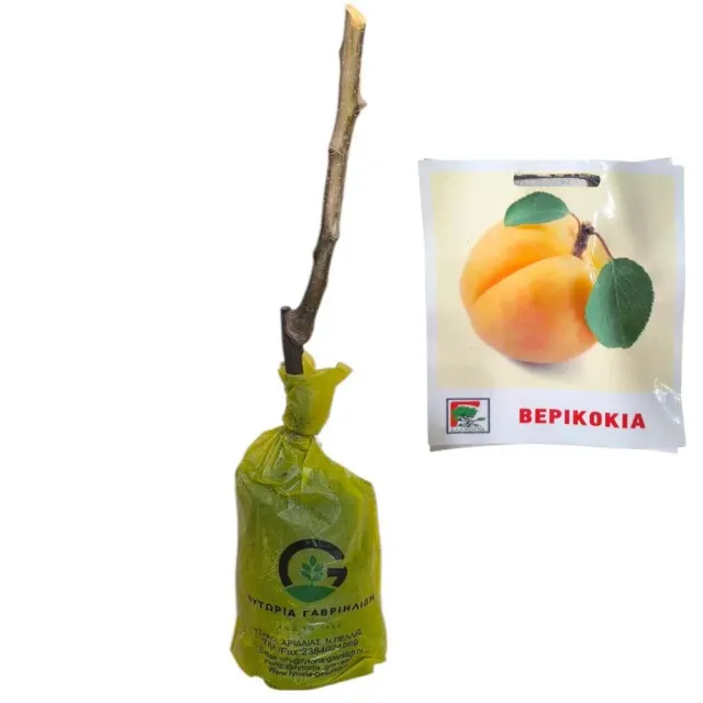 MyAgroMarket βερικοκιά Επιδαύρου δέντρο πρώιμη αυτογόνιμη