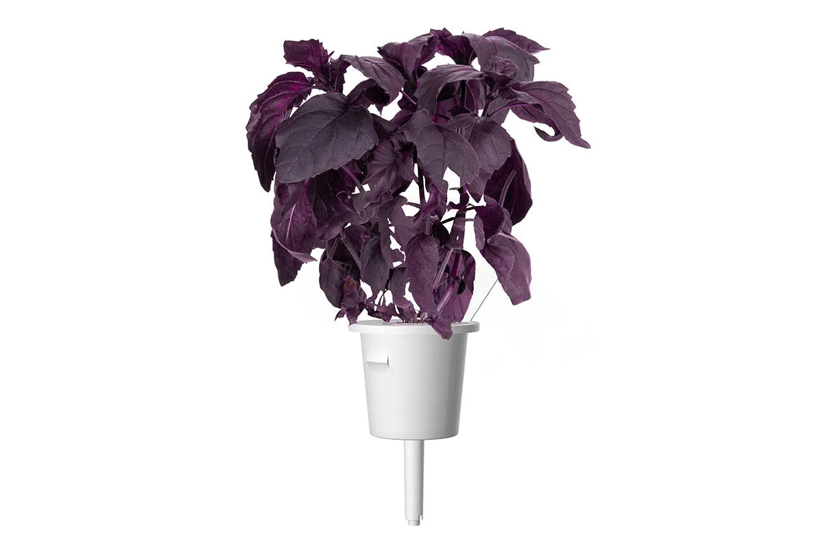 Click and Grow Red Basil κάψουλες βοτάνου 3 τεμάχια