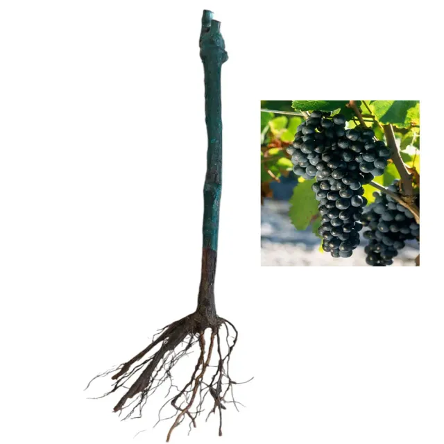 MyAgroMarket Merlot Κλήμα Εμβολιασμένο Ερυθρό Μερλό