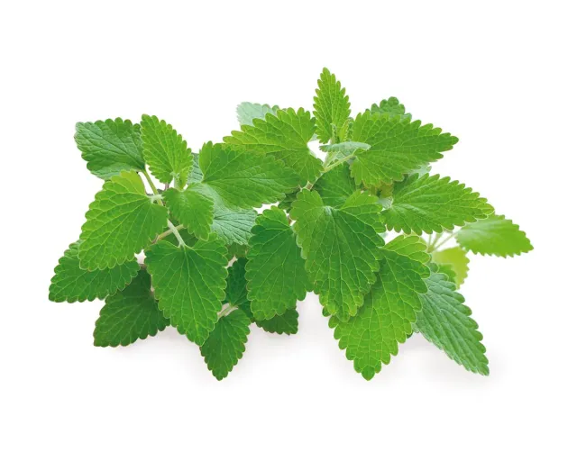 Click and Grow Catnip κάψουλες φυτών 3 τεμ για γάτες