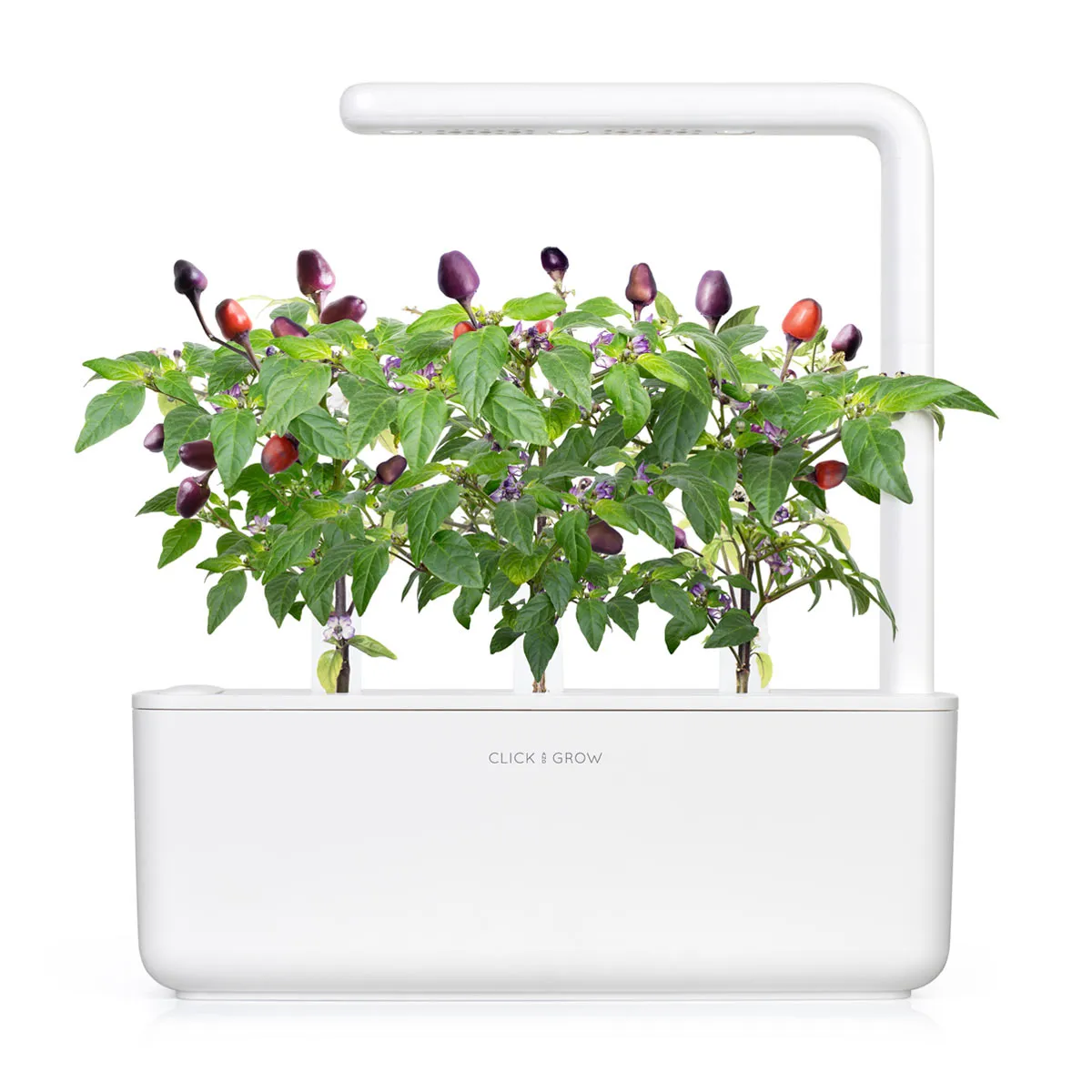 Click and Grow Purple Chili κάψουλες 3-pack καυτερές