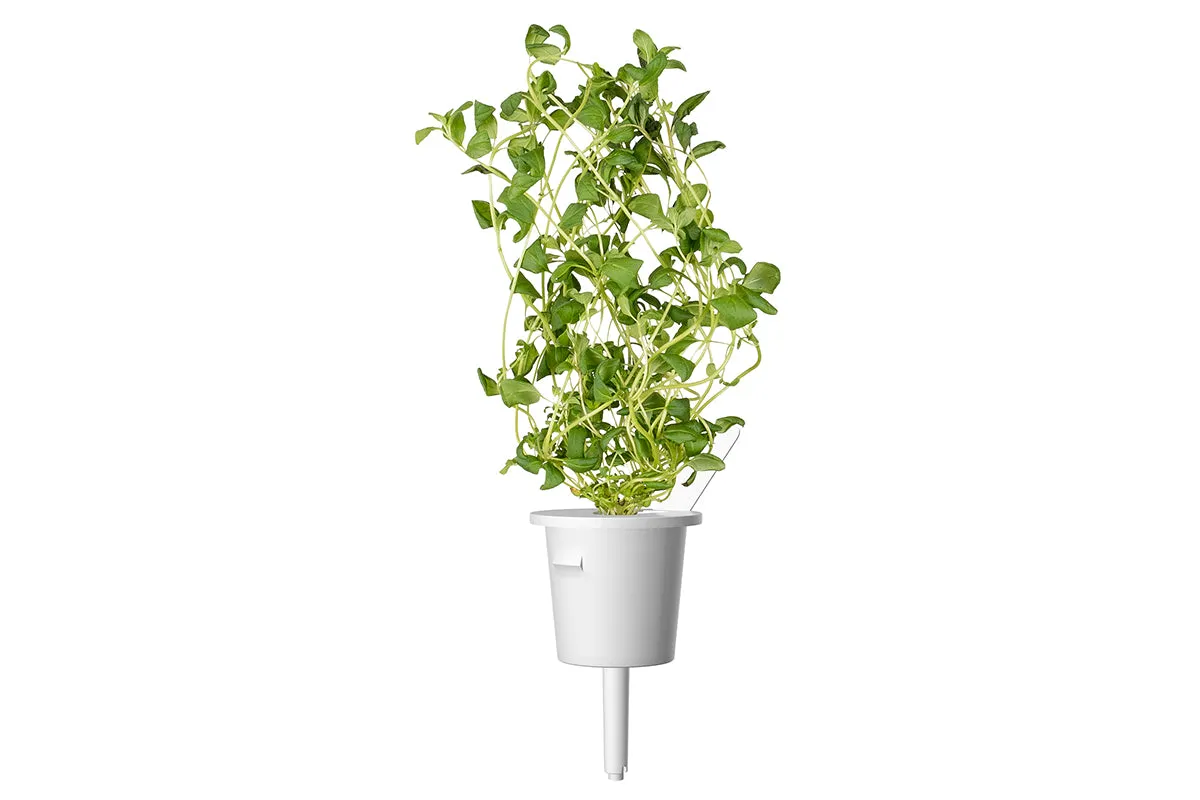 Click and Grow Μαντζουράνα κάψουλες 3 τεμαχίων αρωματική