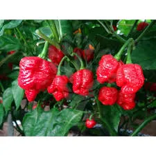 MyAgroMarket Trinidad Scorpion Moruga πιπεριά σπόροι 7 τεμ.