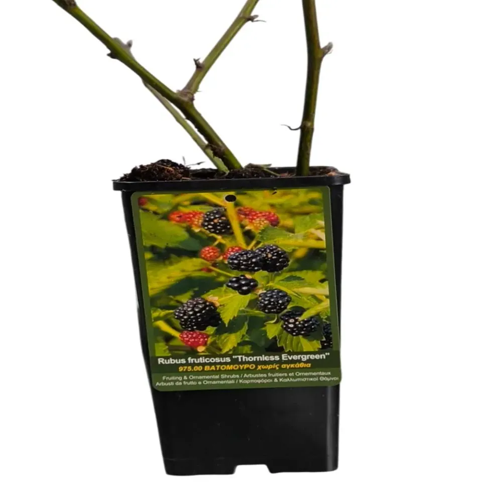 MyAgroMarket Thornless Evergreen βατόμουρο γλάστρα 2lt
