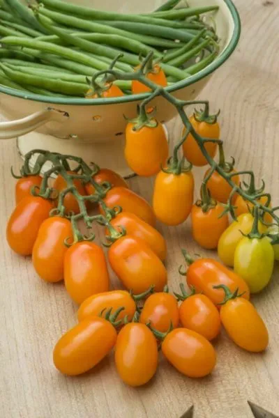 MyAgroMarket Datlo F1 σπόροι τοματίνι πορτοκαλί 10 τεμ.