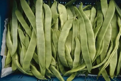 MyAgroMarket Helda σπόροι φασολιού αναρριχώμενοι 30gr πλατείς