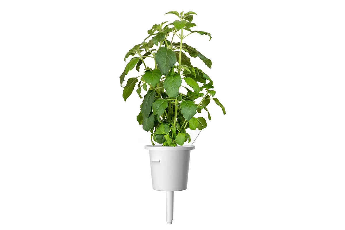 Click and Grow Holy Basil κάψουλες φυτών 3-pack αρωματικές