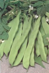 MyAgroMarket Trebona σπόροι φασολιού αναρριχώμενου 25gr πρώιμο