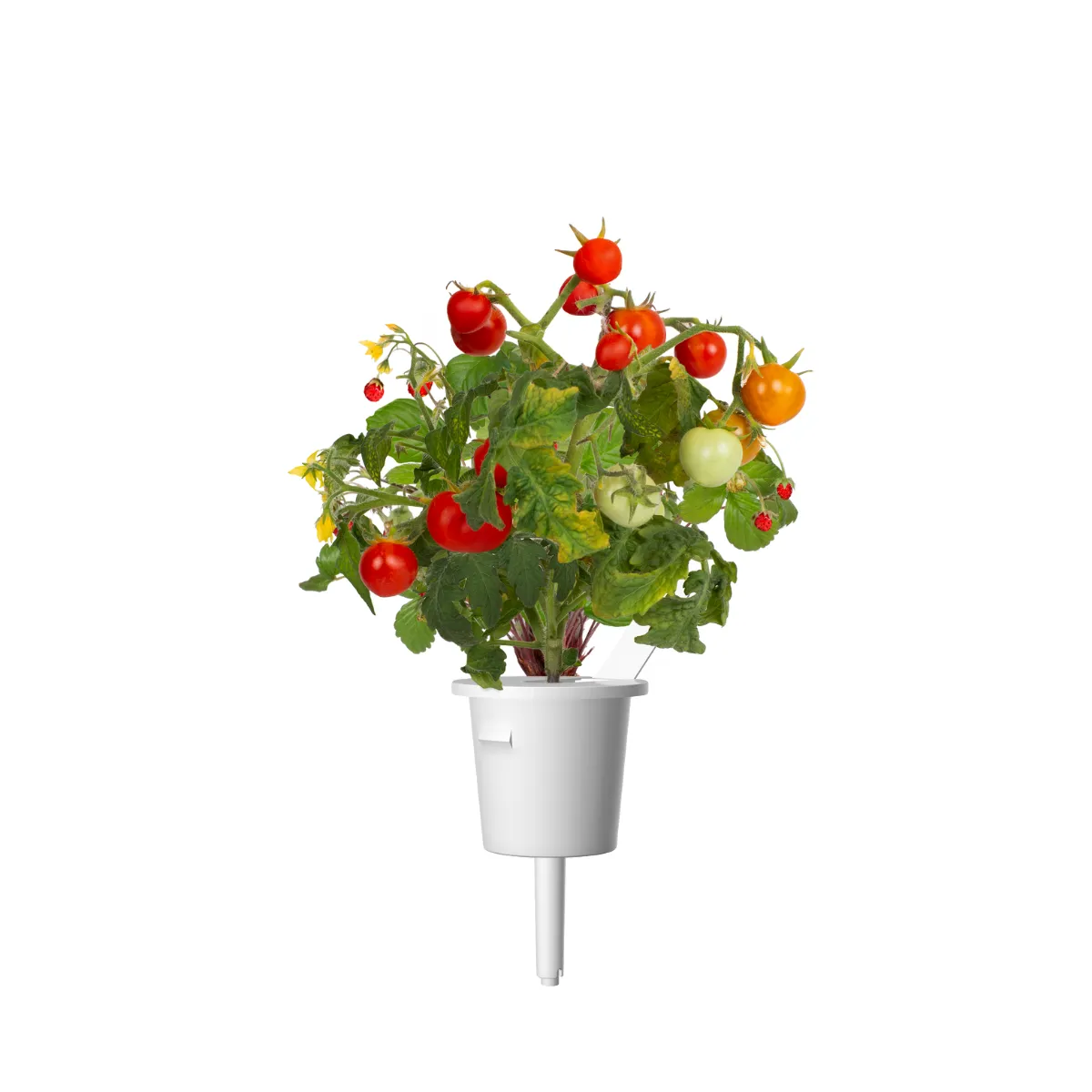 Click and Grow Mini Tomato κάψουλες ντοματάκι 9 τεμ καρπός