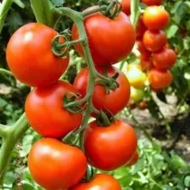 MyAgroMarket Primadona F1 ντομάτα σπόροι 1000 ανθεκτική