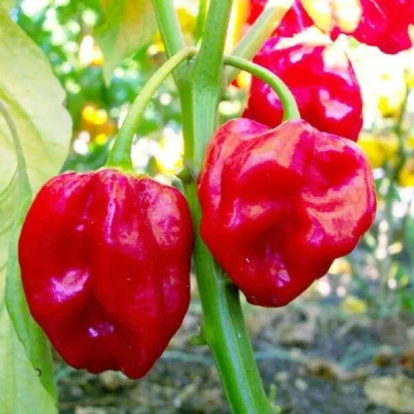 MyAgroMarket Habanero Rosso πιπεριά σπόροι 15τμχ καυτερή