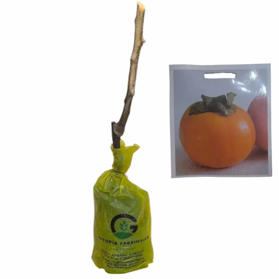 MyAgroMarket Δενδρύλλιο Λωτός Καραλιόκ Μπάλα Τύρφης