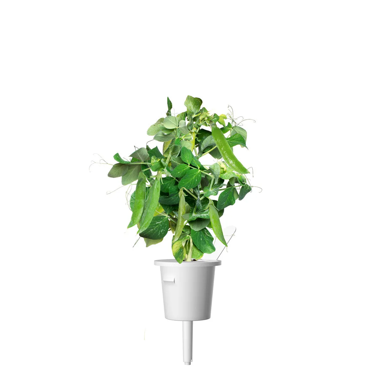Click and Grow Dwarf Pea κάψουλες αρακά νάνου 3 τεμ