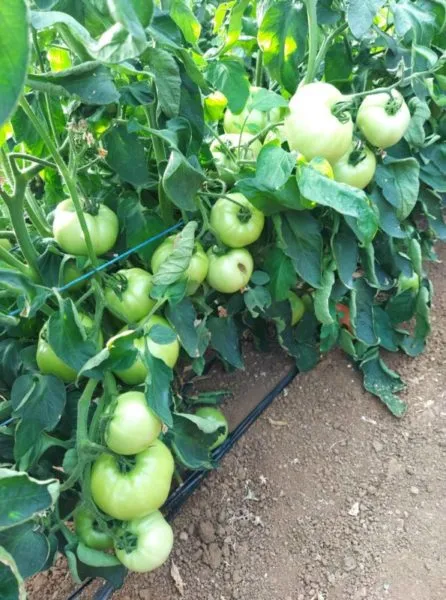 Grow Well Power λίπασμα καρπόδεσης 1lt βορίου ψευδαργύρου