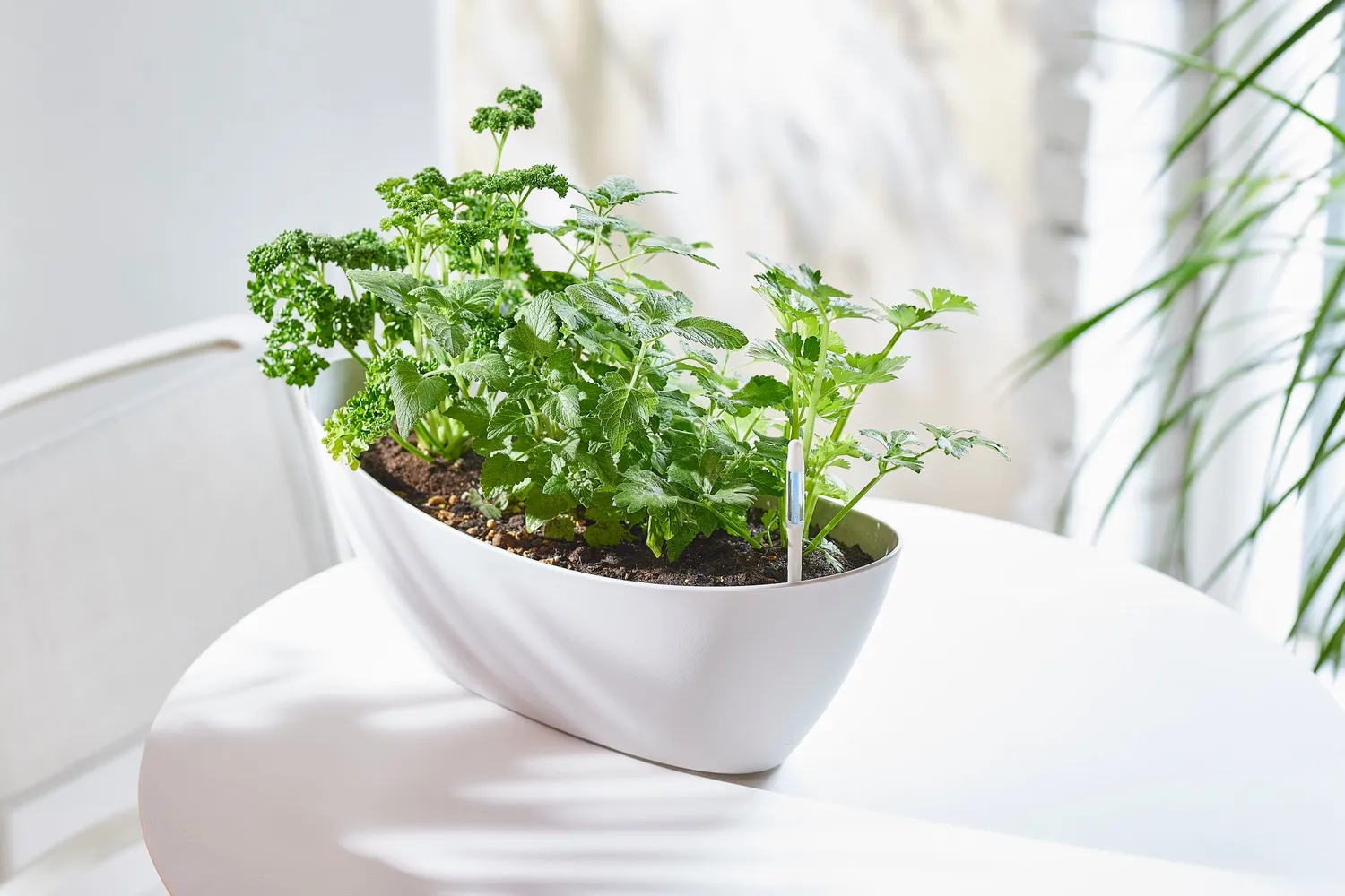 Click and Grow Watering Indicator M δείκτης υγρασίας