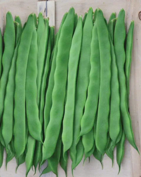 MyAgroMarket Atlanta φασόλι καθιστό σπόροι 40gr άϊνο