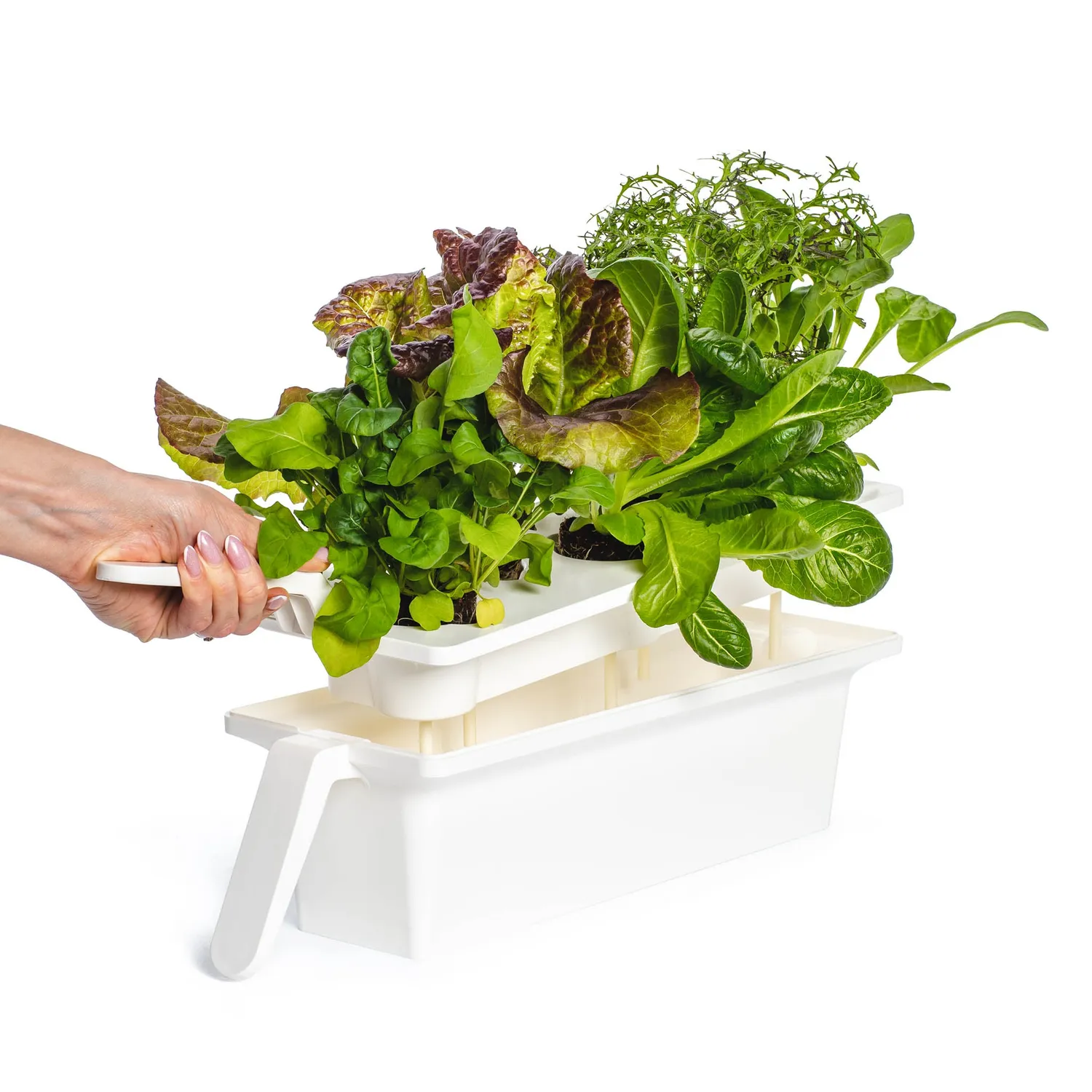 Click and Grow 25 έξυπνος κήπος λευκό συνεχή σοδειά