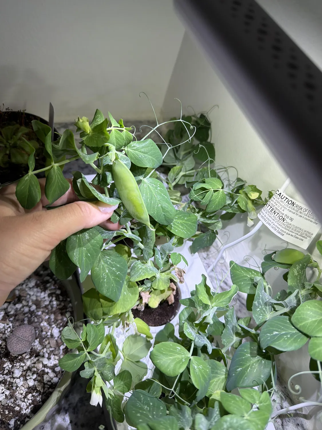 Click and Grow Cilantro κάψουλες φυτών 30-pack φρέσκο