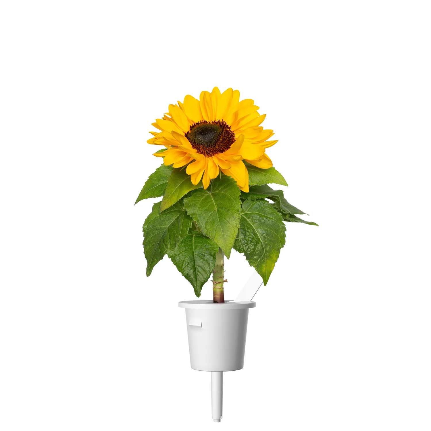Click and Grow Mini Sunflower κάψουλες ηλίανθος 3 τεμ άνθος