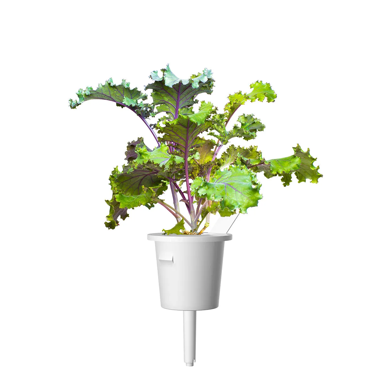 Click and Grow Red Kale κάψουλες λαχανικών 9 τεμ