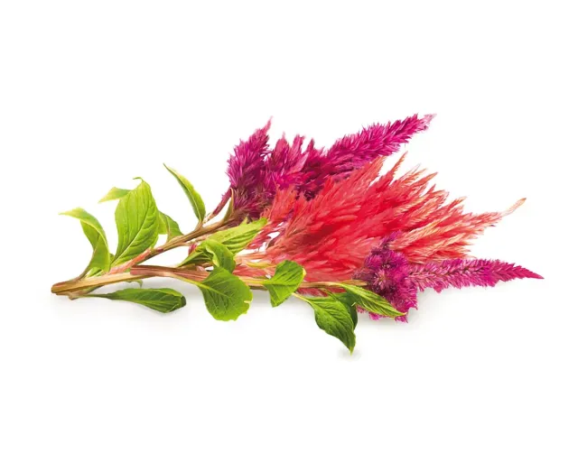 Click and Grow Cockscomb κάψουλες φυτών 3-pack ανθοφόρο