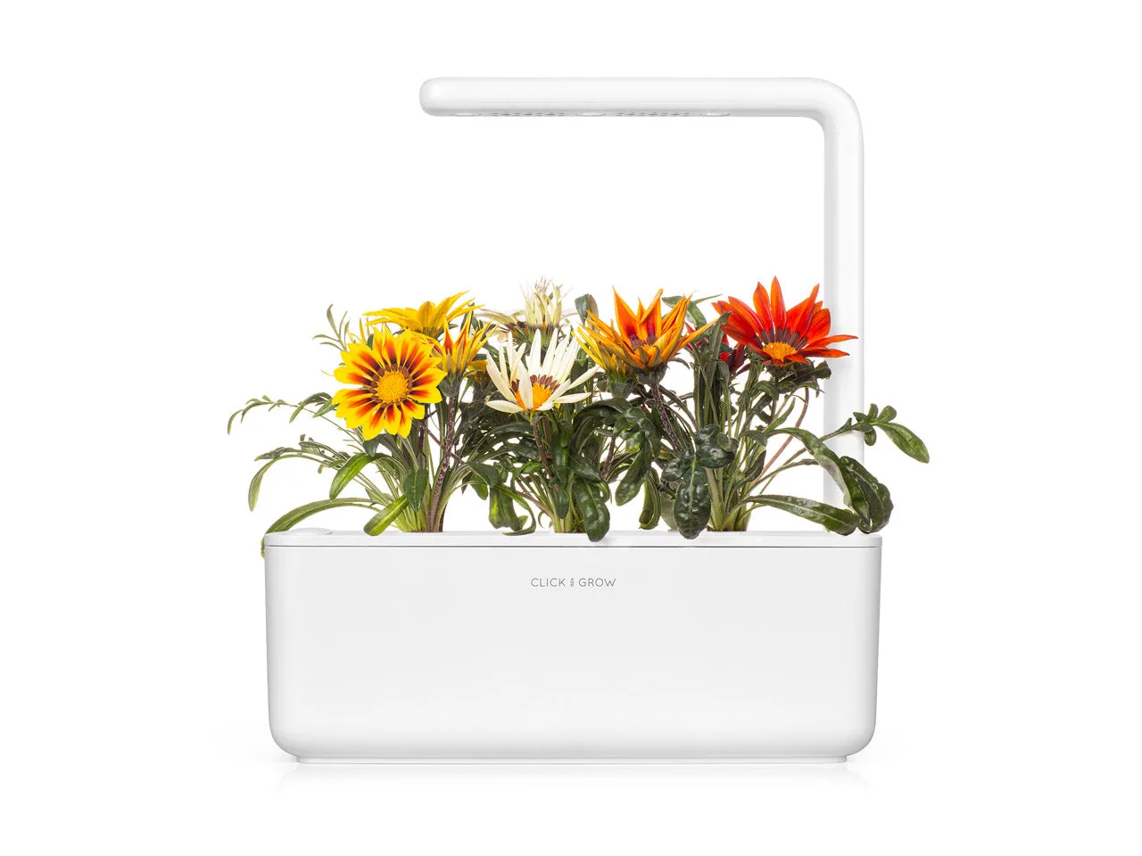 Click and Grow Gazania κάψουλες λουλούδι 3 τεμ πολύχρωμο